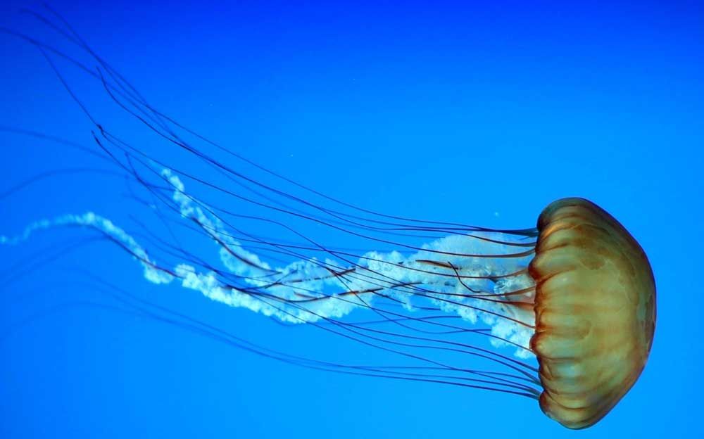isla fraser medusas venenosas